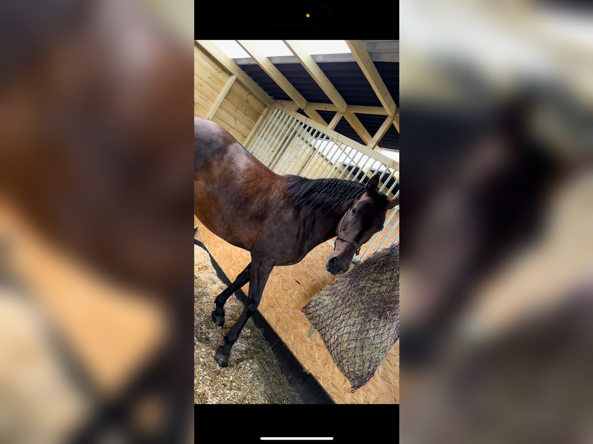 Andalusiër Merrie 10 Jaar 162 cm Donkerbruin in Stoke-on-Trent