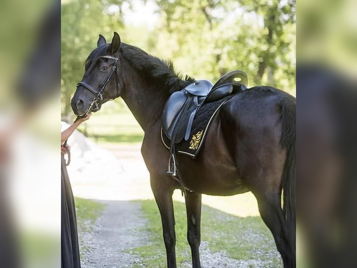 Andalusiër Merrie 11 Jaar 162 cm Zwart in Sáta