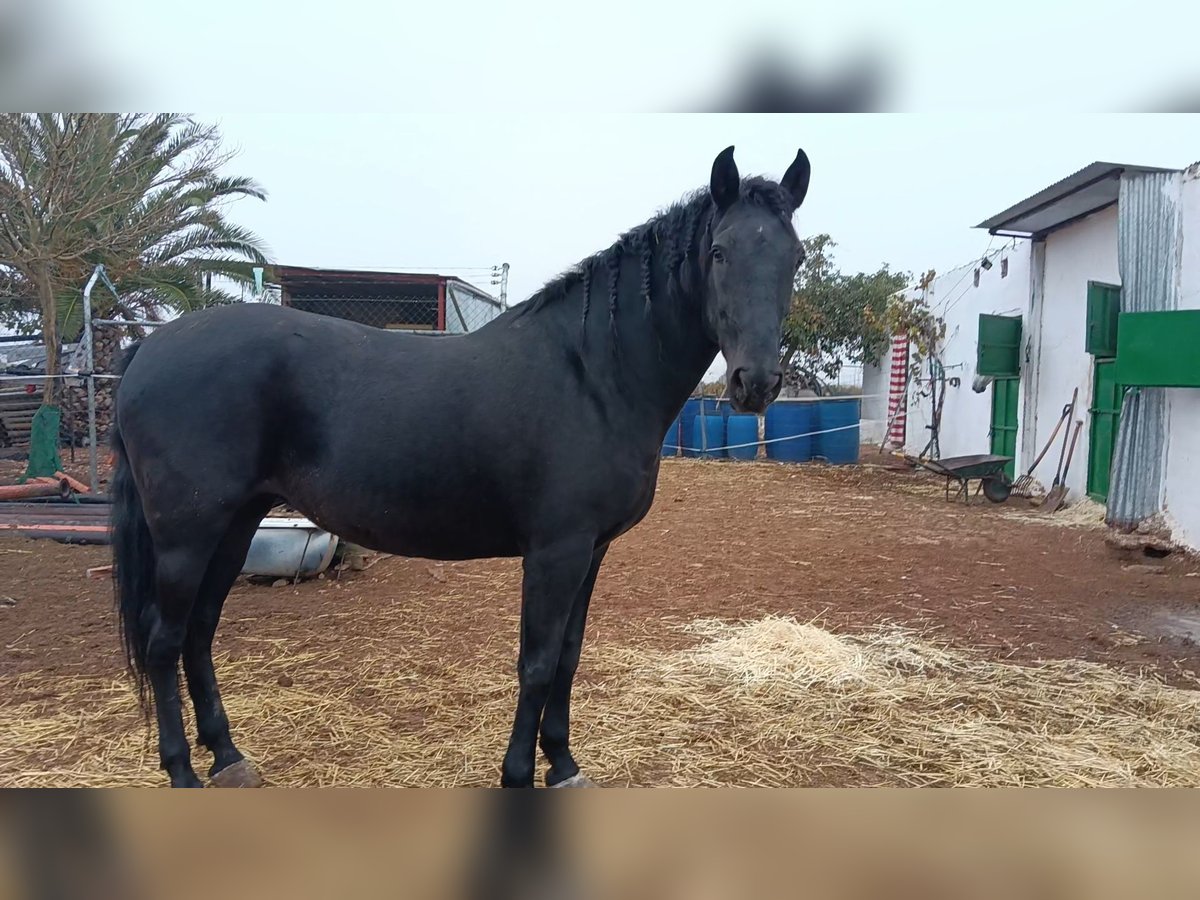 Andalusiër Merrie 11 Jaar 167 cm Zwart in Ciudad real