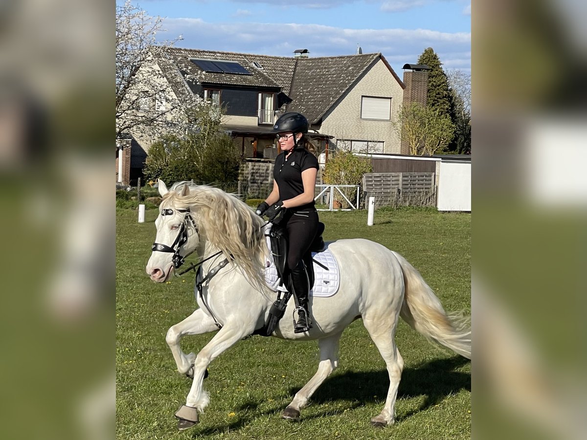 Andalusiër Merrie 13 Jaar 155 cm Cremello in Nienhagen