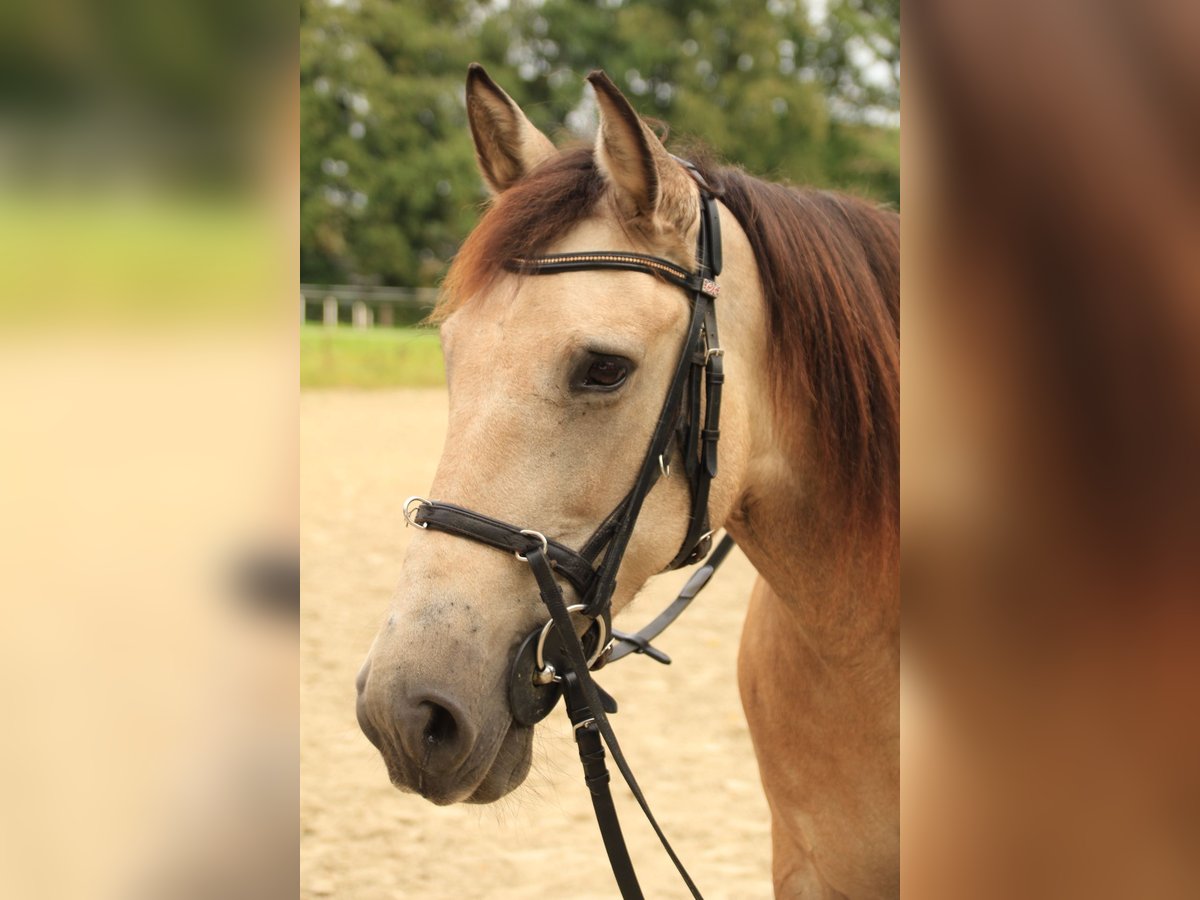 Andalusiër Mix Merrie 13 Jaar 156 cm Buckskin in Schermbeck