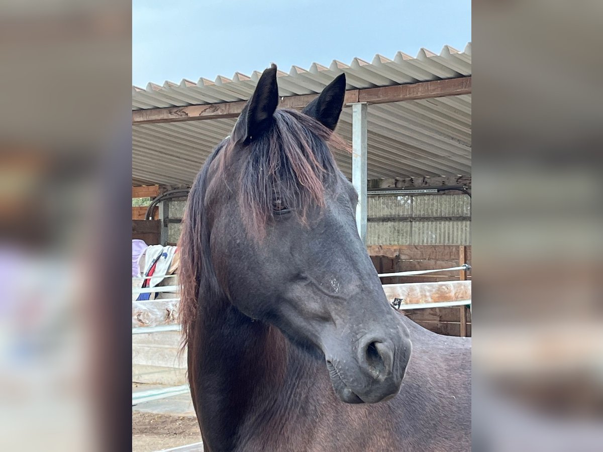 Andalusiër Merrie 14 Jaar 156 cm Zwart in Maugenhard