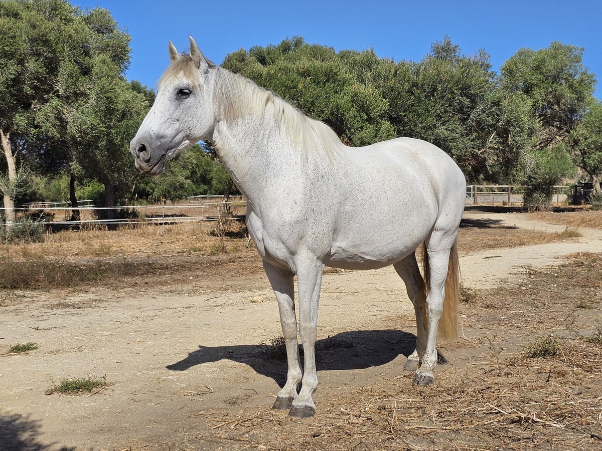 Andalusiër Merrie 14 Jaar 159 cm Appelschimmel in San Ambrosio