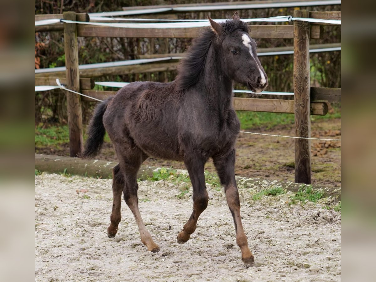 Andalusiër Merrie 1 Jaar 115 cm Falbe in Neustadt (Wied)