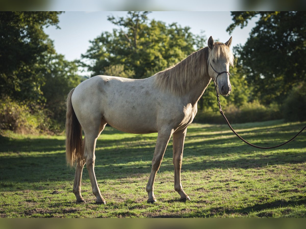 Andalusiër Merrie 1 Jaar 162 cm Pearl in Loye sur Arnon