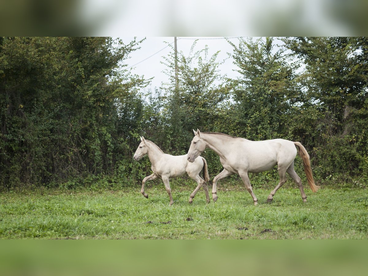 Andalusiër Merrie 1 Jaar in Loye sur Arnon