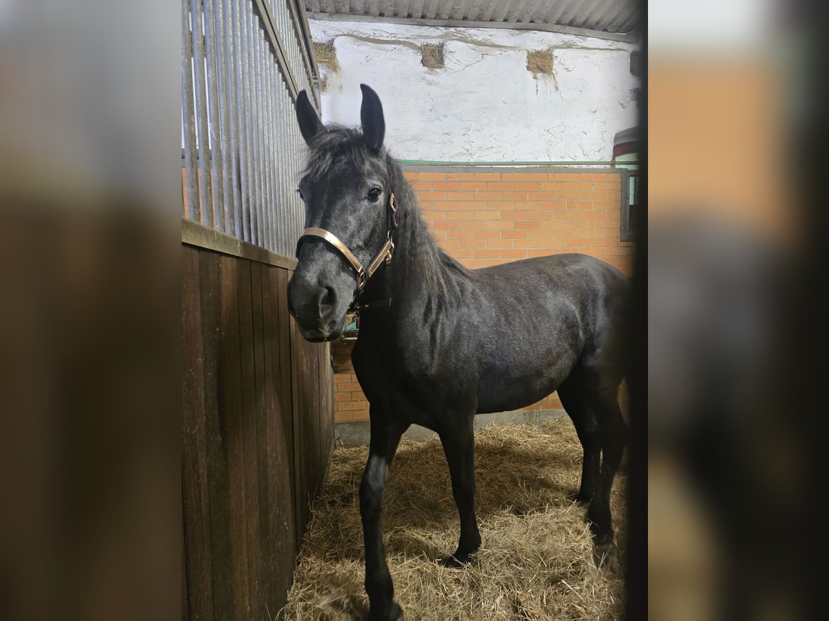 Andalusiër Mix Merrie 2 Jaar 158 cm Zwart in Klieken