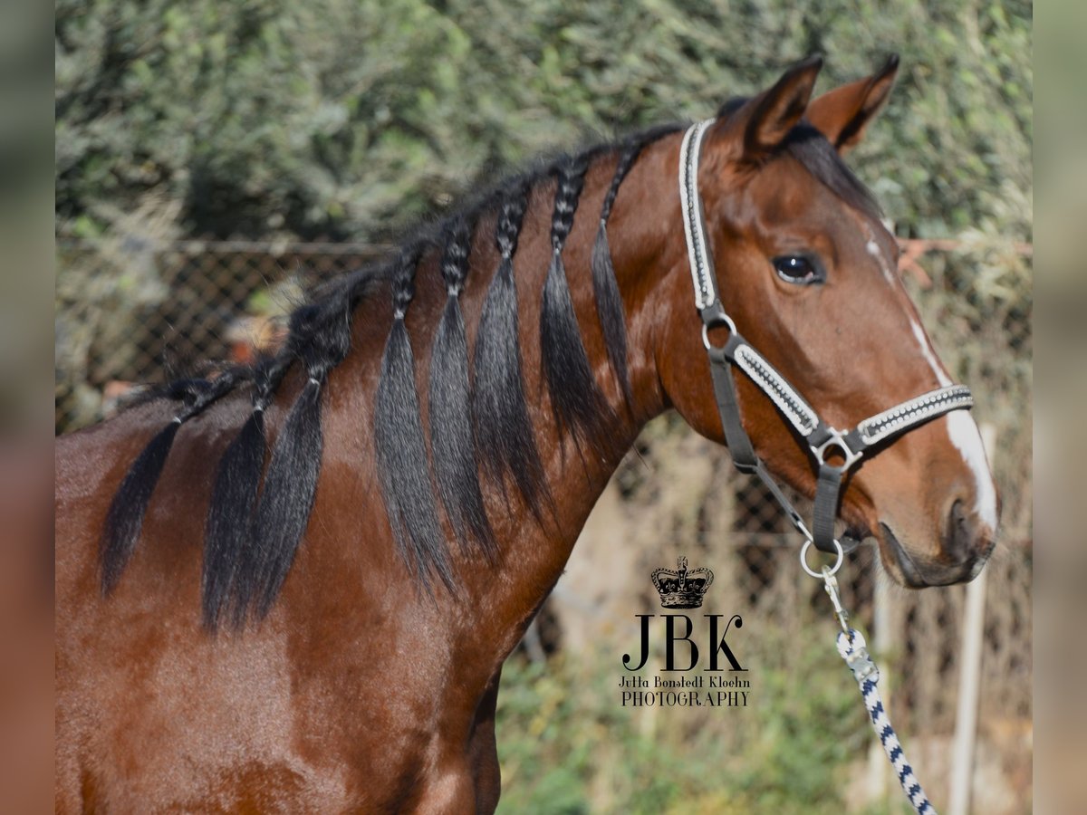 Andalusiër Merrie 3 Jaar 157 cm Bruin in Tabernas Almeria