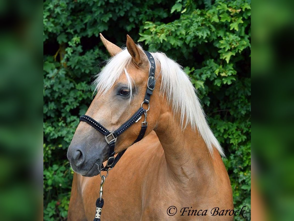 Andalusiër Merrie 3 Jaar 157 cm Palomino in Wiebelsheim Andalusiër Merrie 3 Jaar 157 cm Palomino in Wiebelsheim