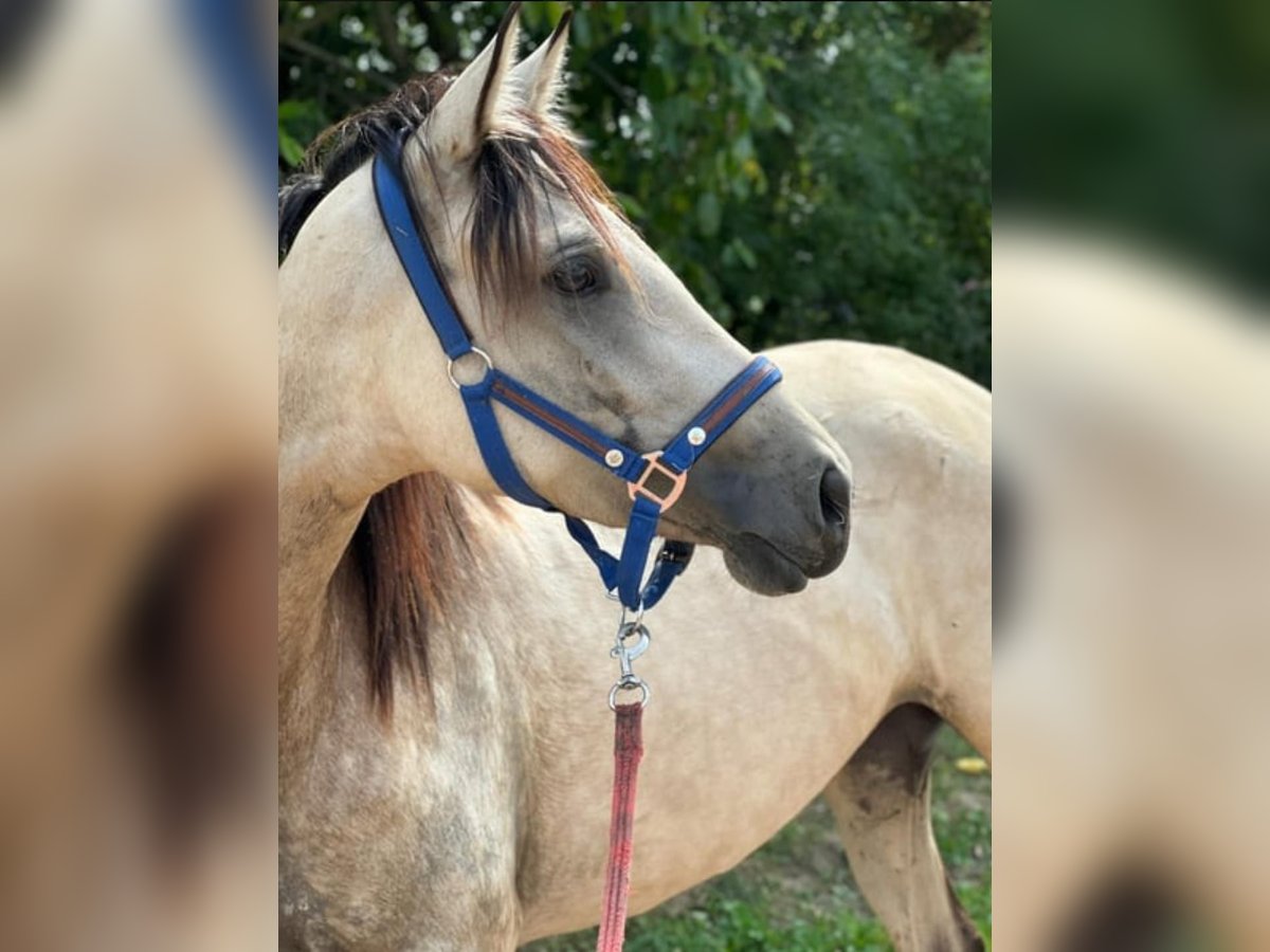 Andalusiër Mix Merrie 3 Jaar 160 cm Buckskin in Issum
