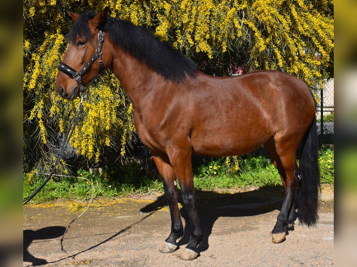 Andalusiër Mix Merrie 3 Jaar 161 cm Bruin in Tabernas Almeria