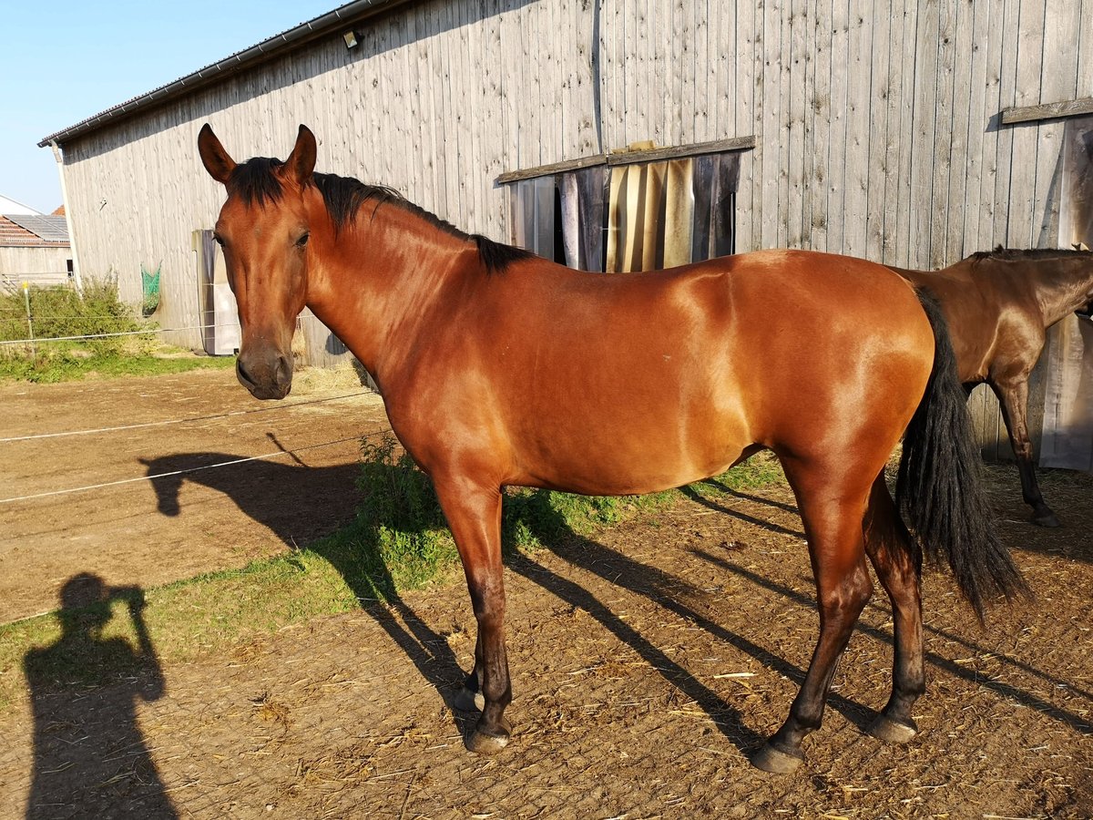 Andalusiër Merrie 3 Jaar 164 cm Bruin in Freystadt