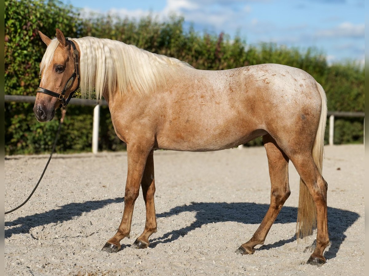 Andalusiër Merrie 4 Jaar 152 cm Palomino in Neustadt (Wied)