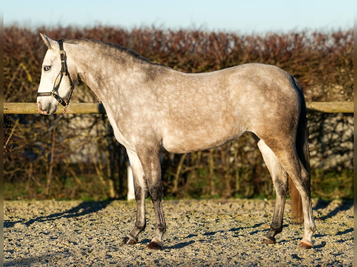 Andalusiër Merrie 4 Jaar 154 cm Schimmel in Neustadt (Wied)