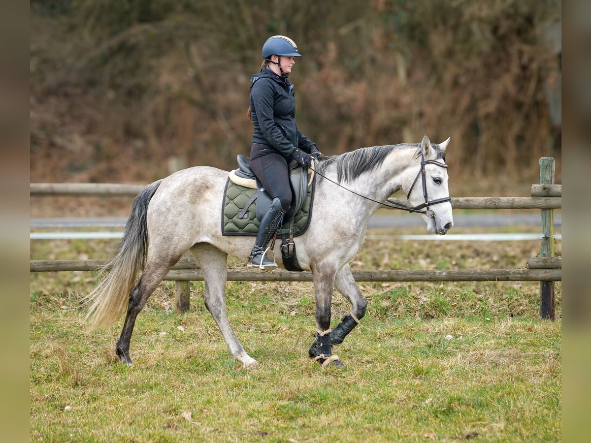 Andalusiër Merrie 4 Jaar 154 cm Schimmel in Neustadt (Wied)