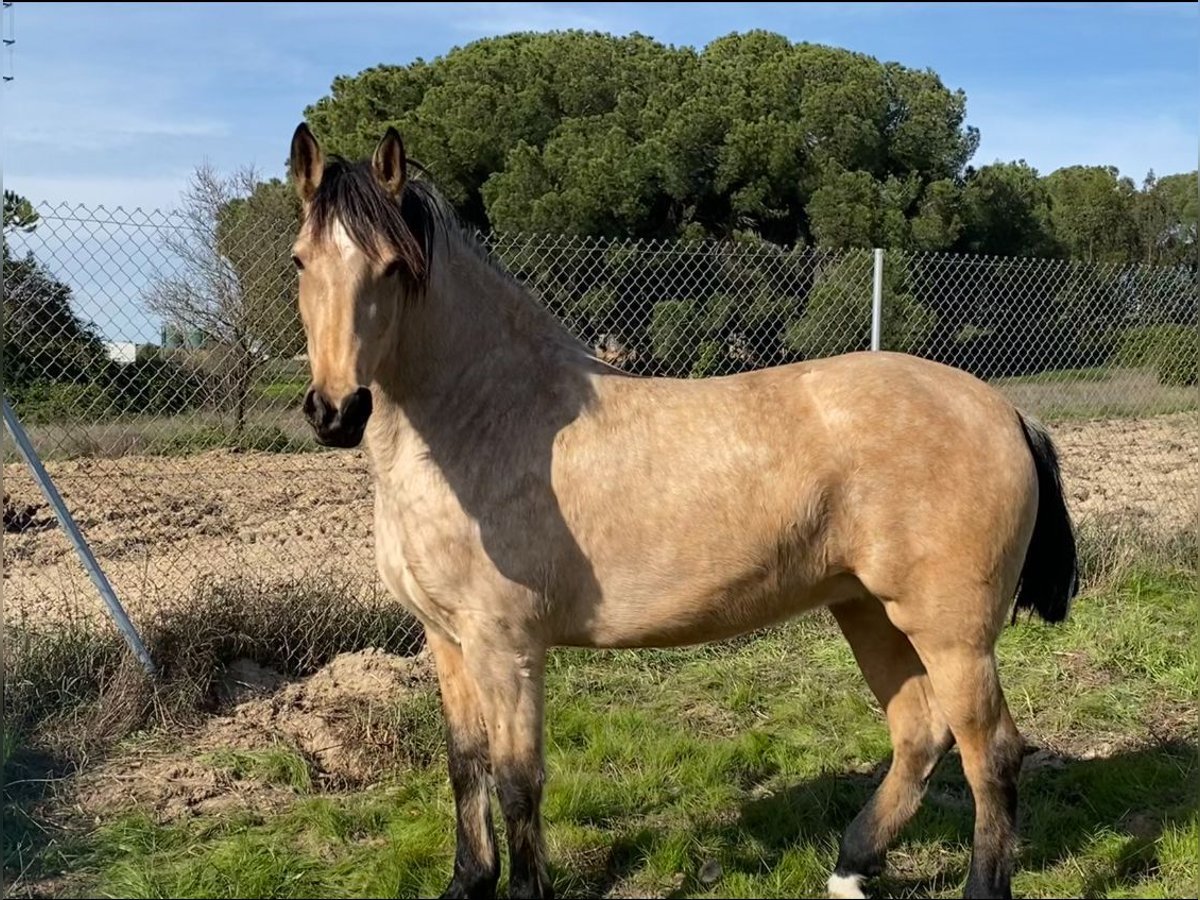 Andalusiër Merrie 4 Jaar 155 cm Falbe in Aachen