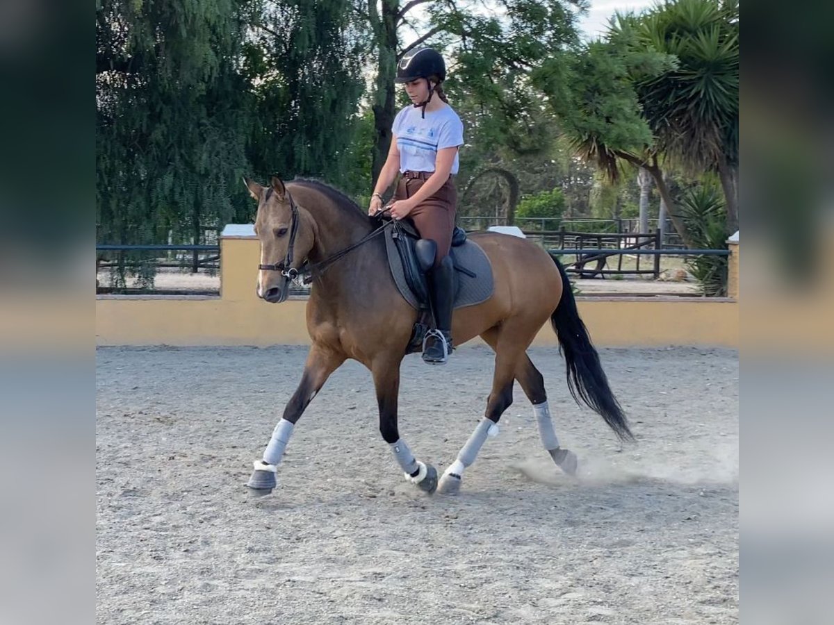 Andalusiër Merrie 4 Jaar 157 cm Buckskin in Martfeld