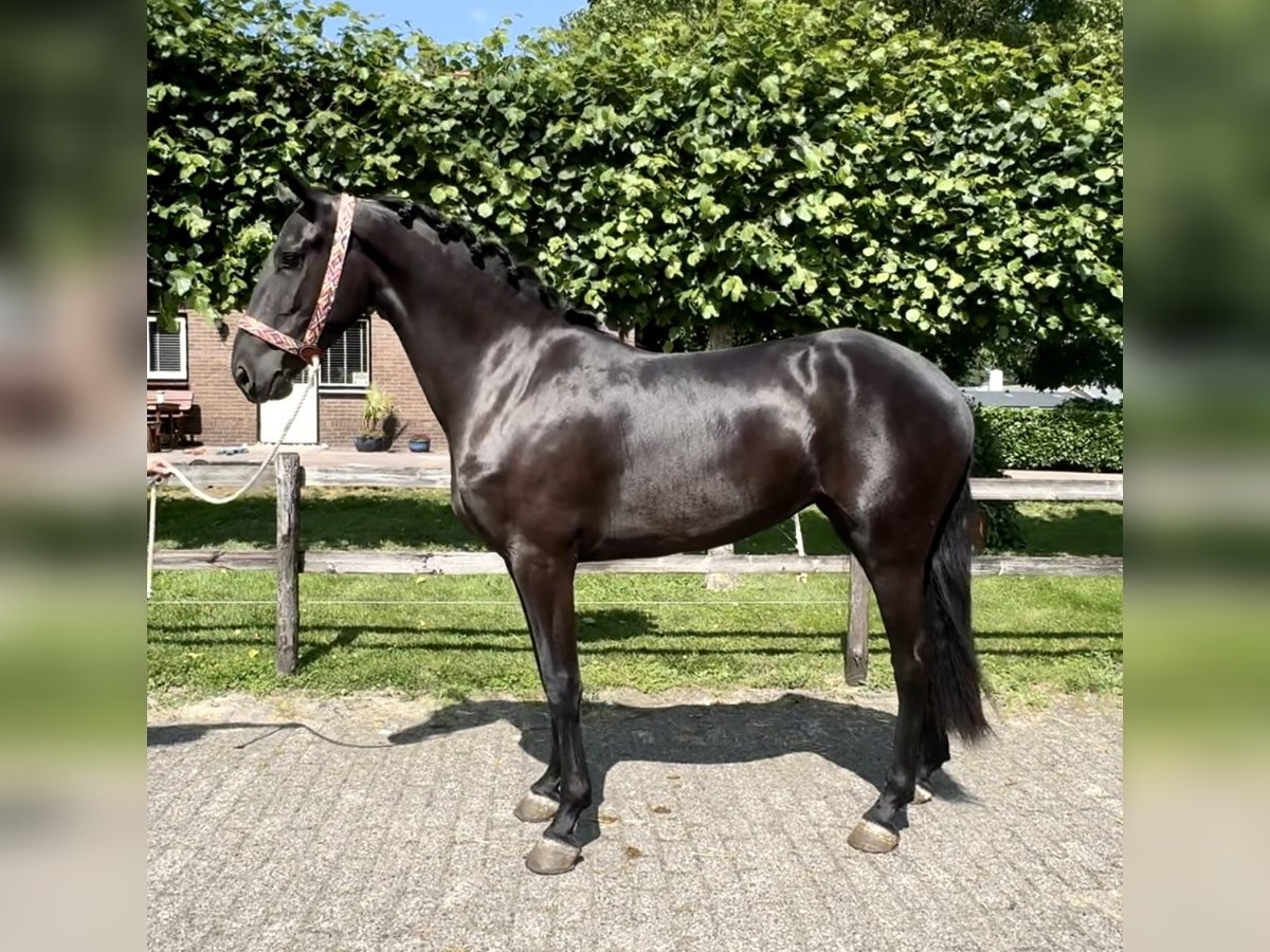 Andalusiër Merrie 4 Jaar 159 cm Zwart in Barneveld