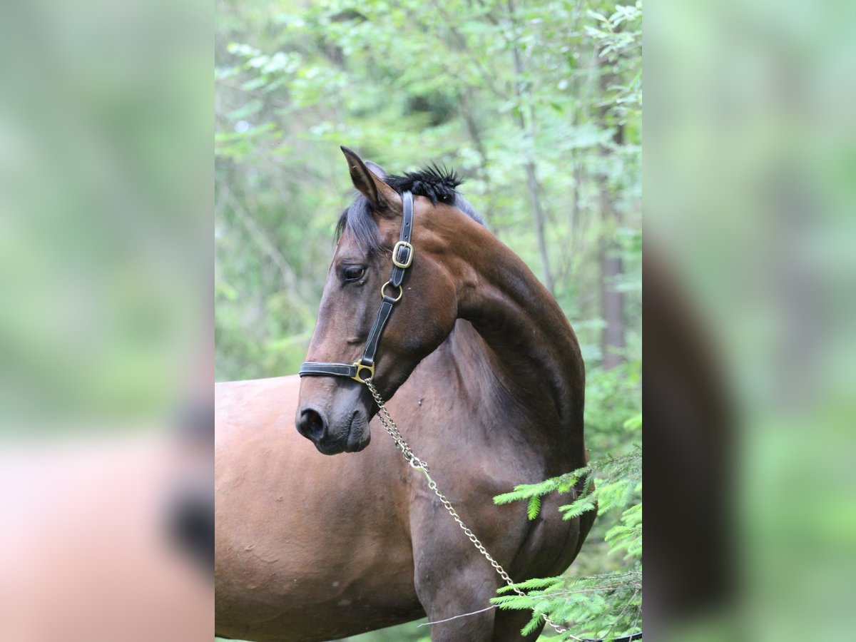 Andalusiër Merrie 4 Jaar 164 cm Donkerbruin in Gronków