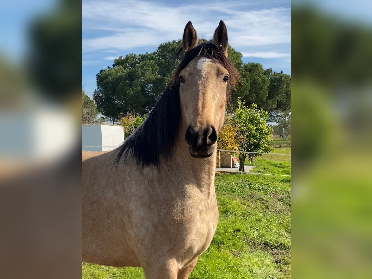 Andalusiër Merrie 5 Jaar 152 cm Falbe in Aachen