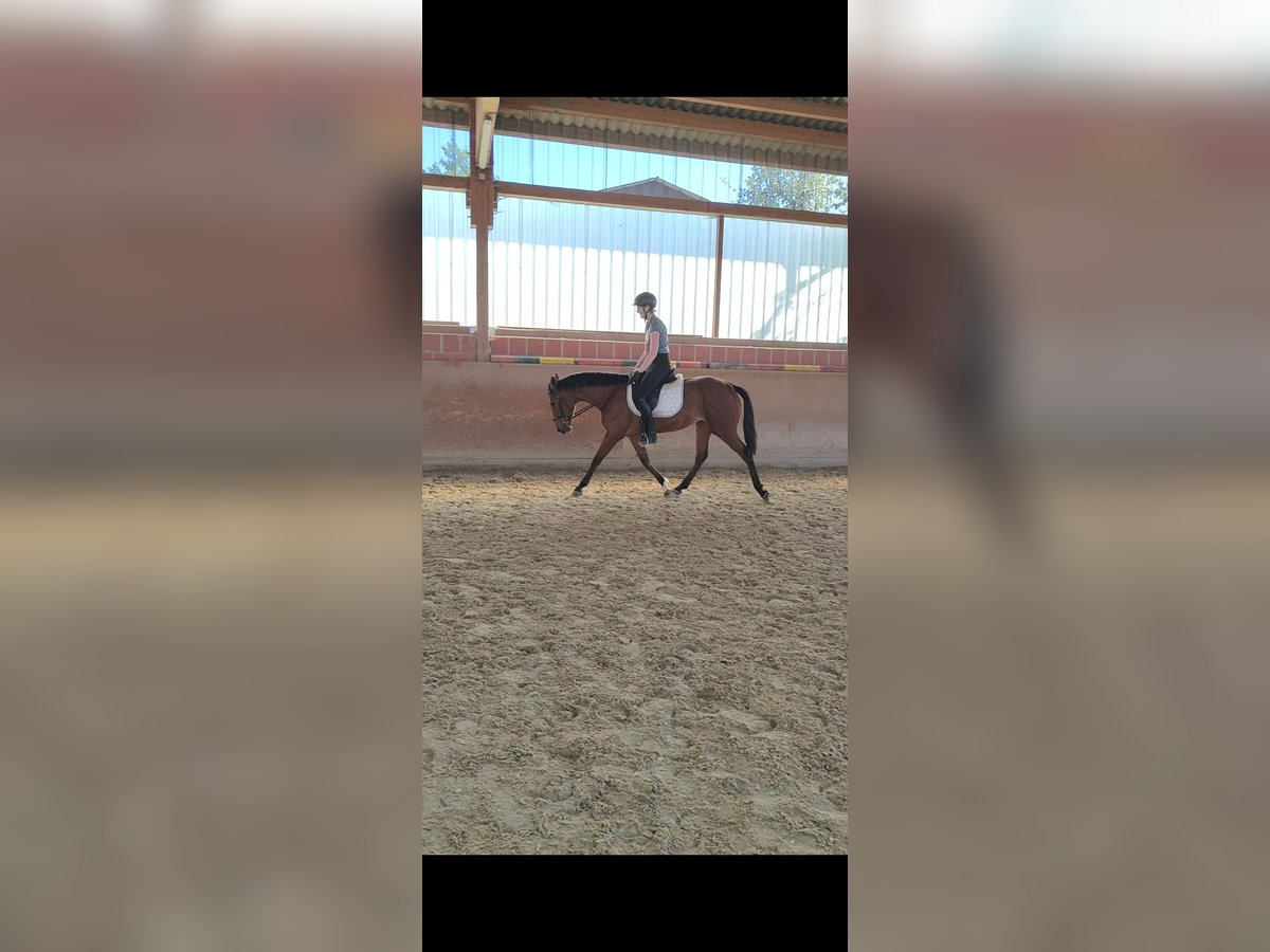Andalusiër Merrie 5 Jaar 156 cm Bruin in Waldeck