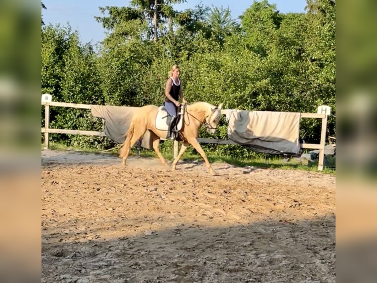 Andalusiër Merrie 5 Jaar 160 cm Palomino in Darmstadt