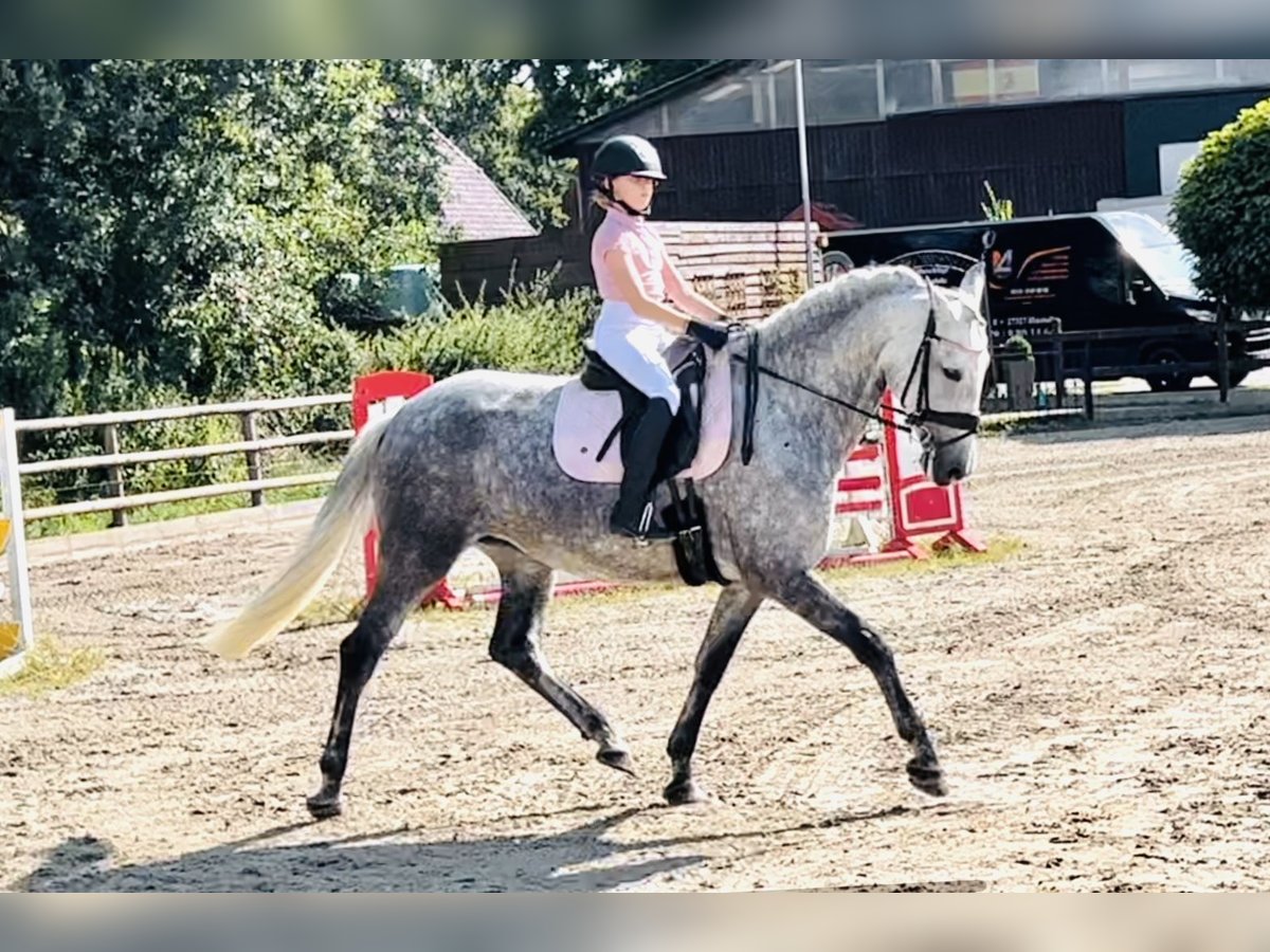 Andalusiër Merrie 5 Jaar 164 cm Schimmel in Martfeld