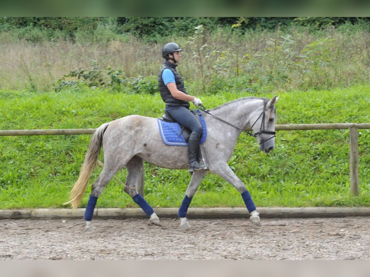 Andalusiër Merrie 5 Jaar 164 cm Schimmel in Wellheim