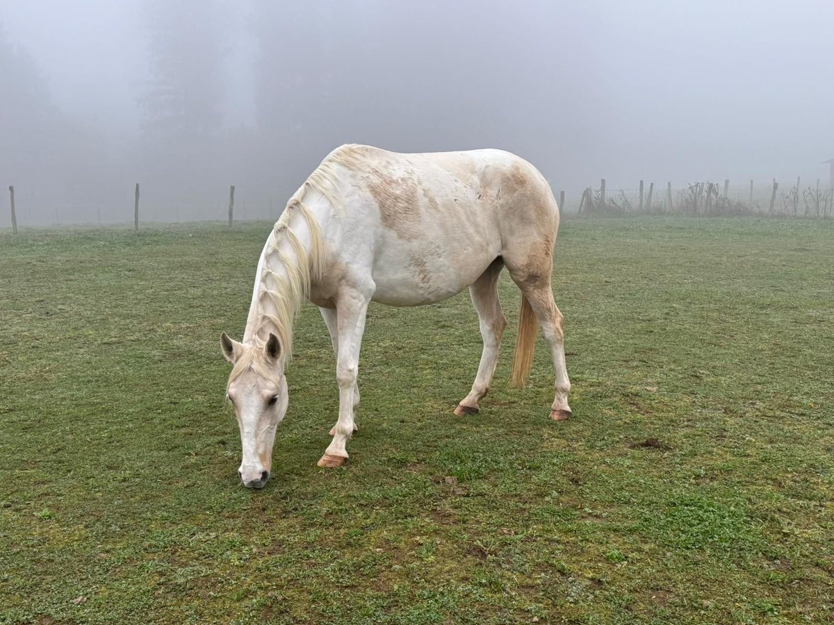 Andalusiër Mix Merrie 6 Jaar 153 cm Gevlekt-paard in Daleiden