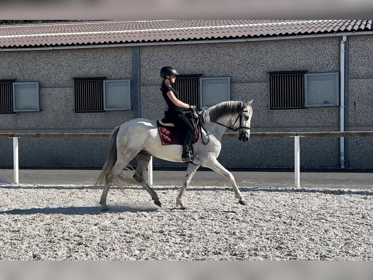 Andalusiër Merrie 6 Jaar 153 cm Schimmel in Neustadt (Wied)