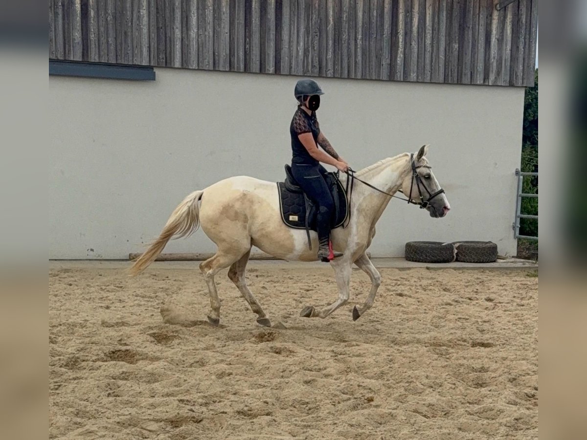 Andalusiër Mix Merrie 6 Jaar 155 cm Palomino in Daleiden