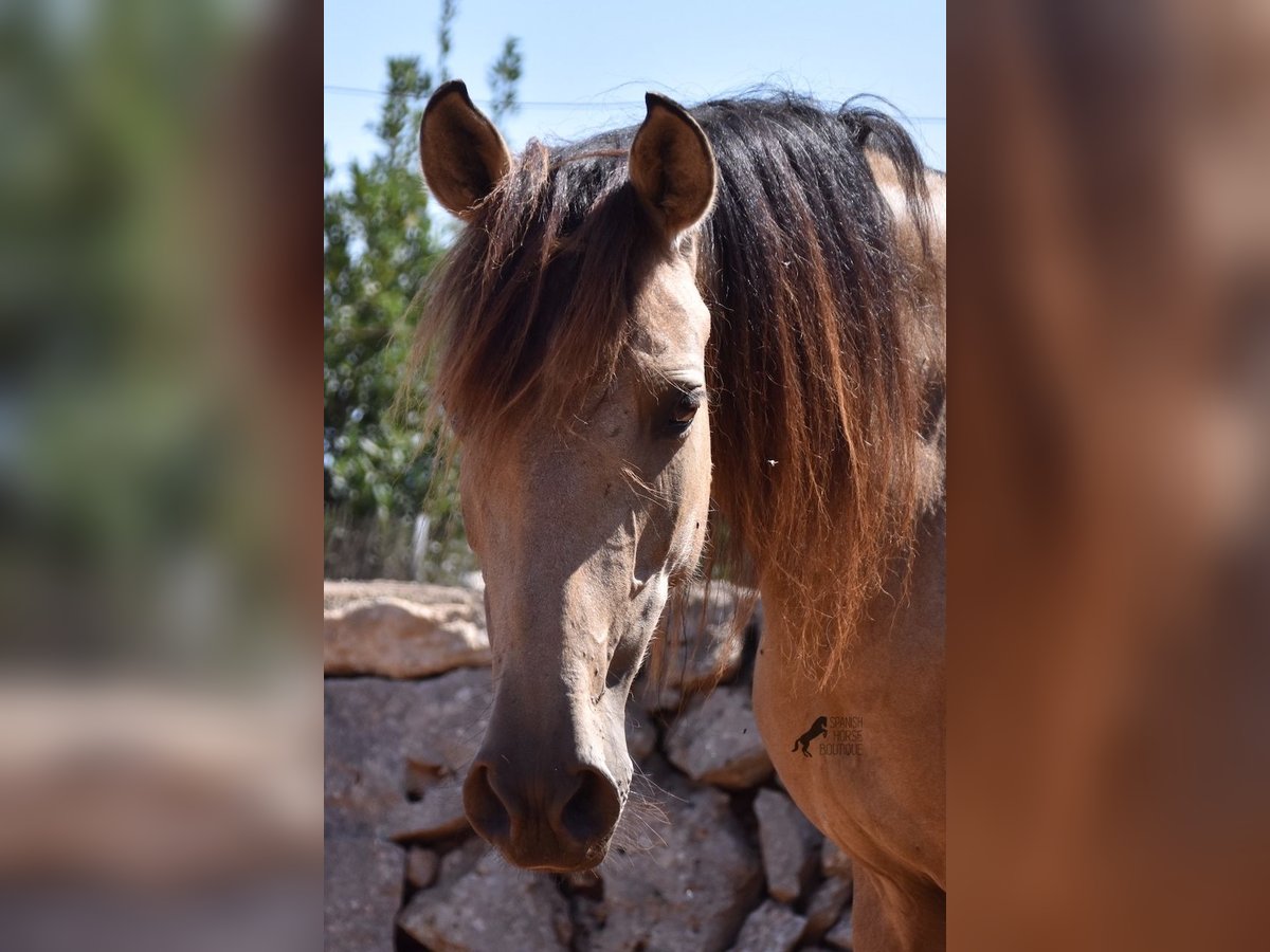 Andalusiër Merrie 6 Jaar 157 cm Falbe in Mallorca