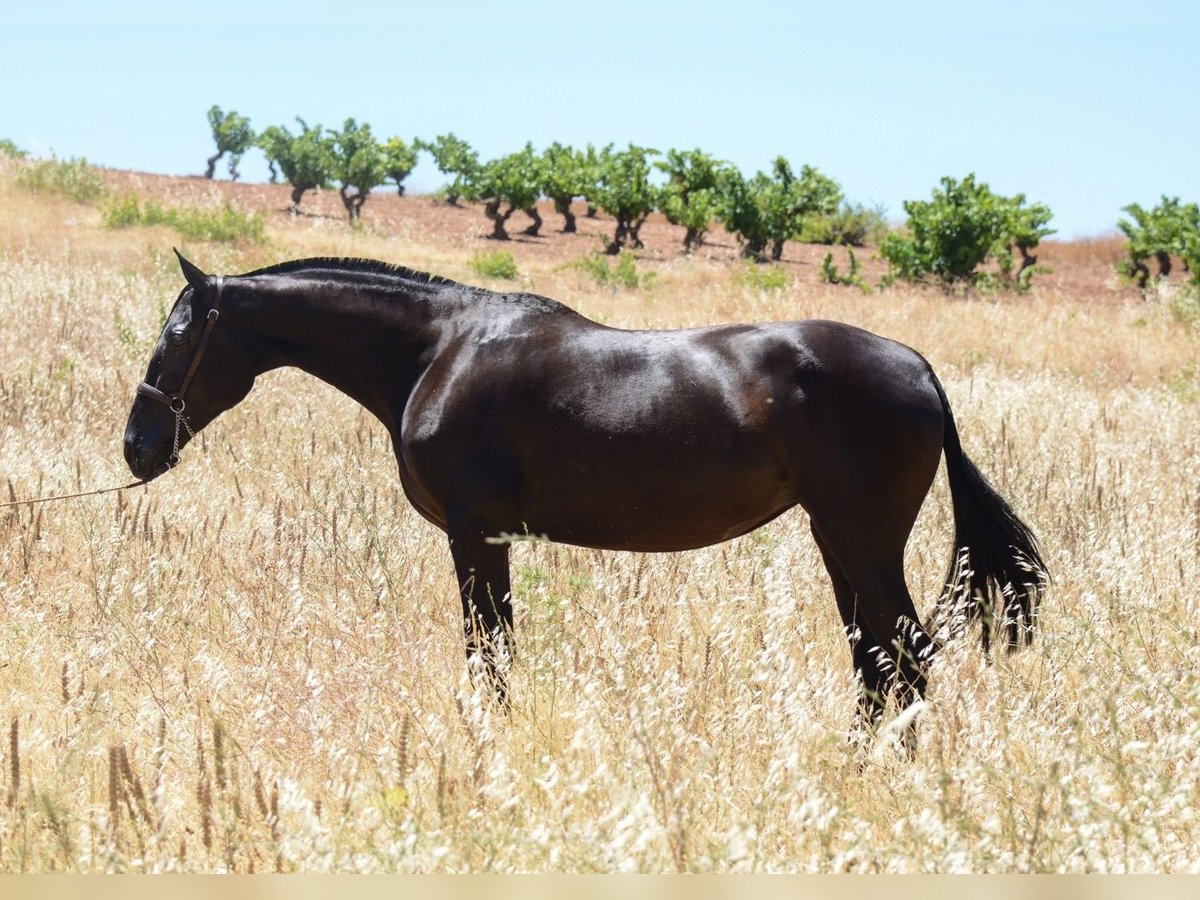 Andalusiër Merrie 6 Jaar 163 cm Zwart in Alicante/Alacant