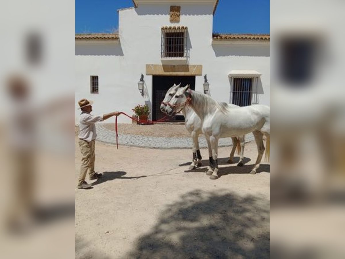 Andalusiër Merrie 6 Jaar Schimmel in Cordoba