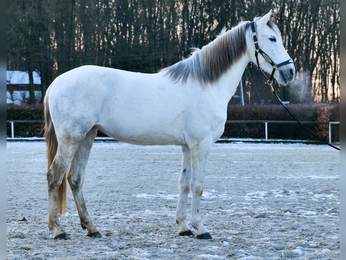 Andalusiër Merrie 7 Jaar 153 cm Schimmel in Neustadt (Wied)