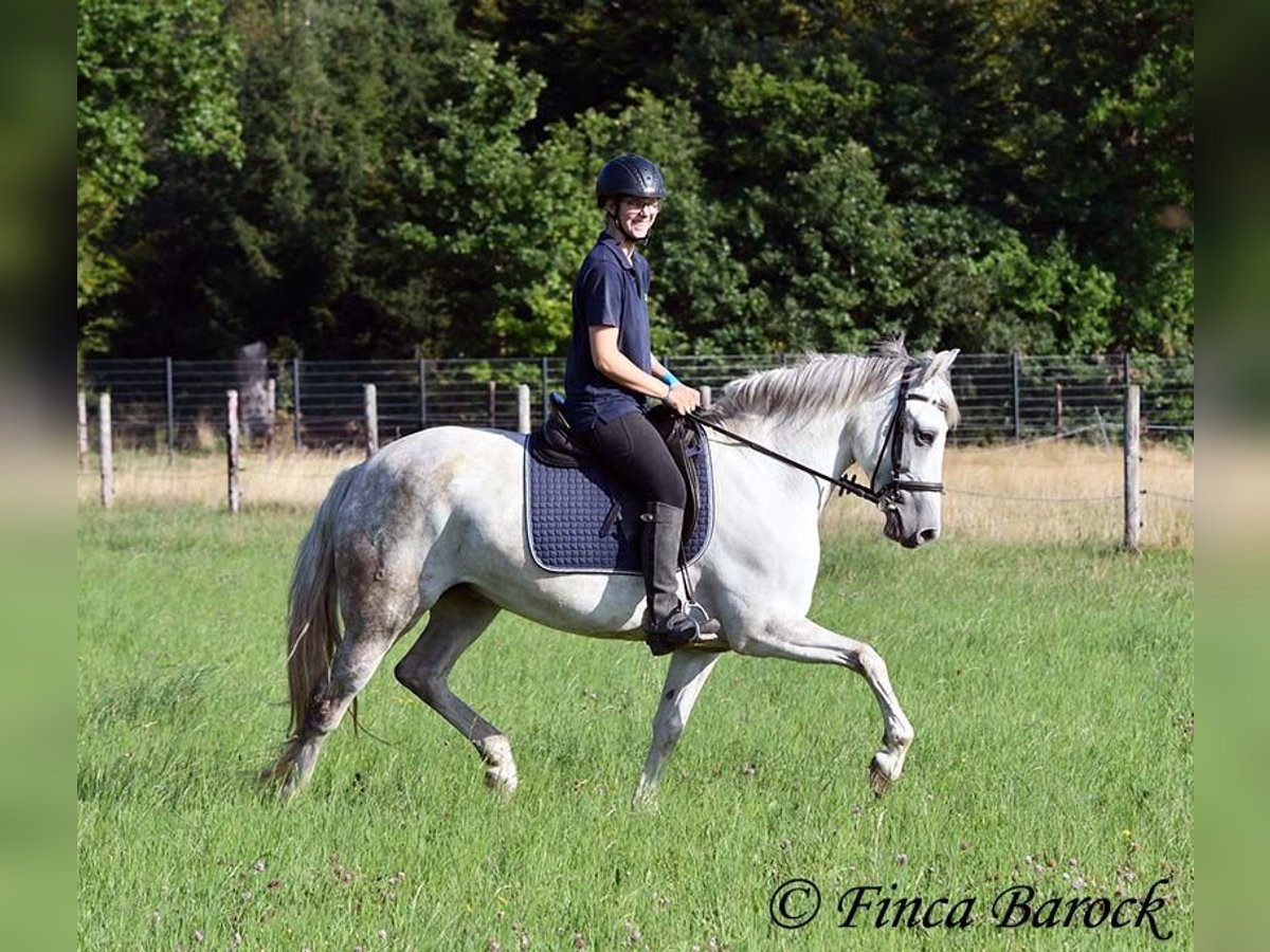 Andalusiër Merrie 7 Jaar 155 cm Schimmel in Wiebelsheim