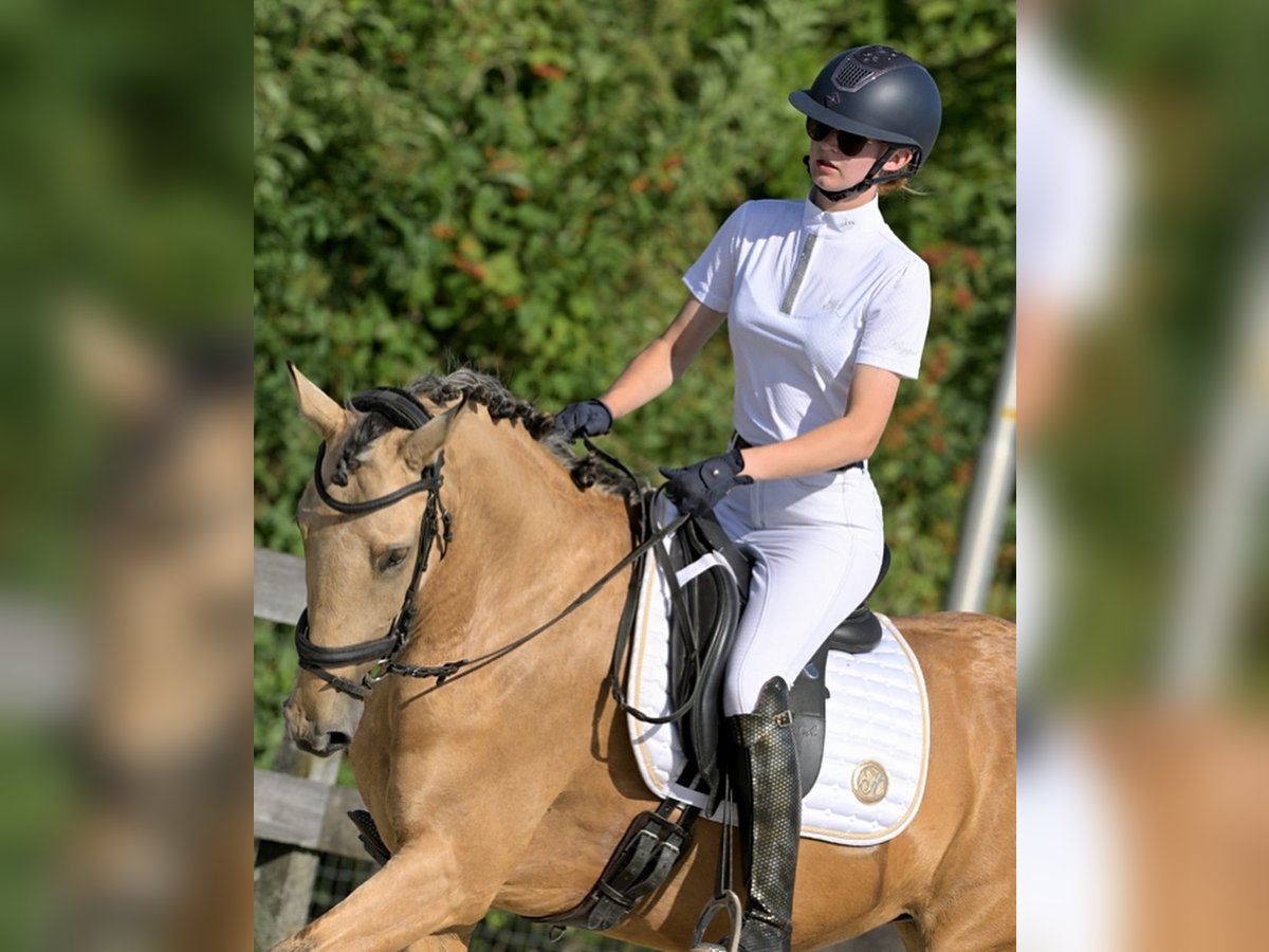 Andalusiër Mix Merrie 7 Jaar 156 cm Buckskin in Rinsumageast