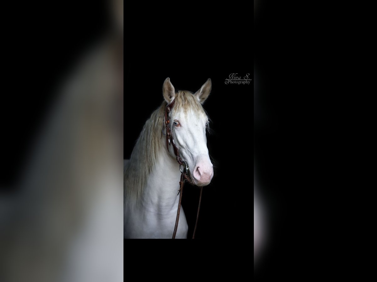 Andalusiër Merrie 7 Jaar 156 cm Cremello in Bergheim