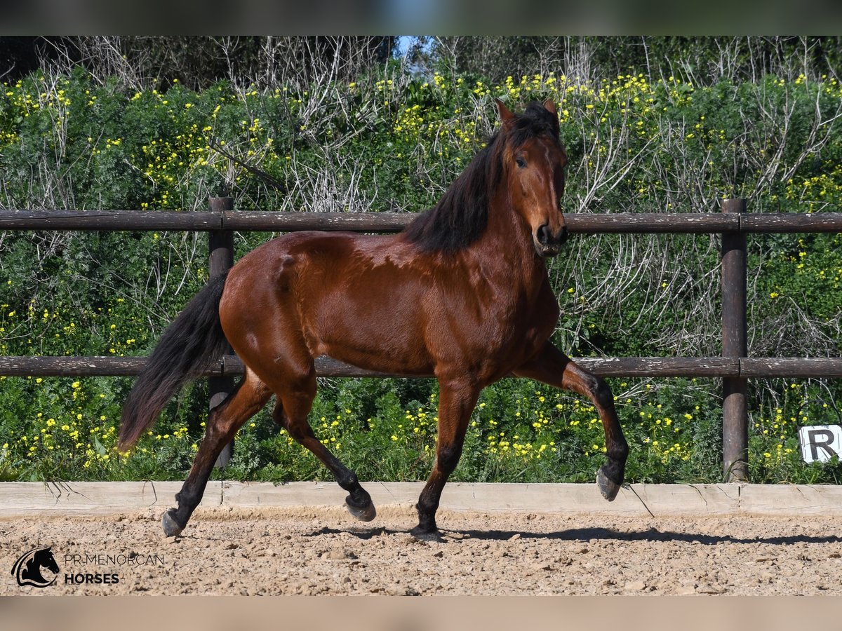 Andalusiër Merrie 7 Jaar 158 cm Bruin in Menorca