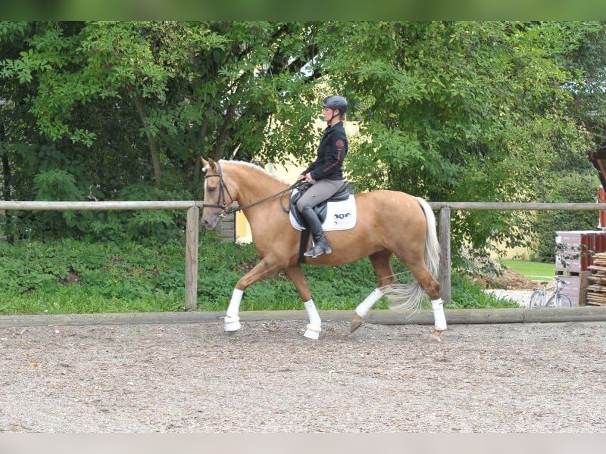 Andalusiër Merrie 7 Jaar 163 cm Palomino in Wellheim