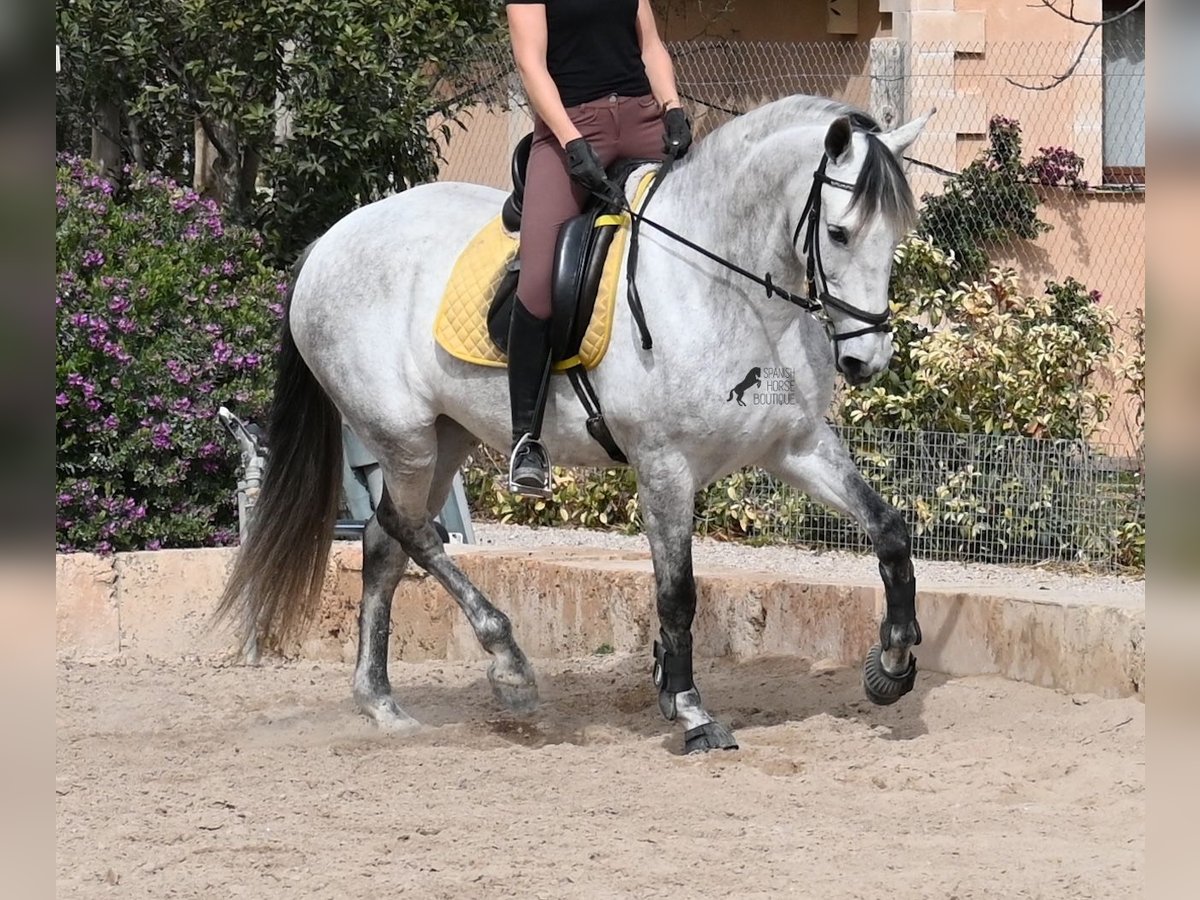 Andalusiër Merrie 7 Jaar 165 cm Schimmel in Mallorca