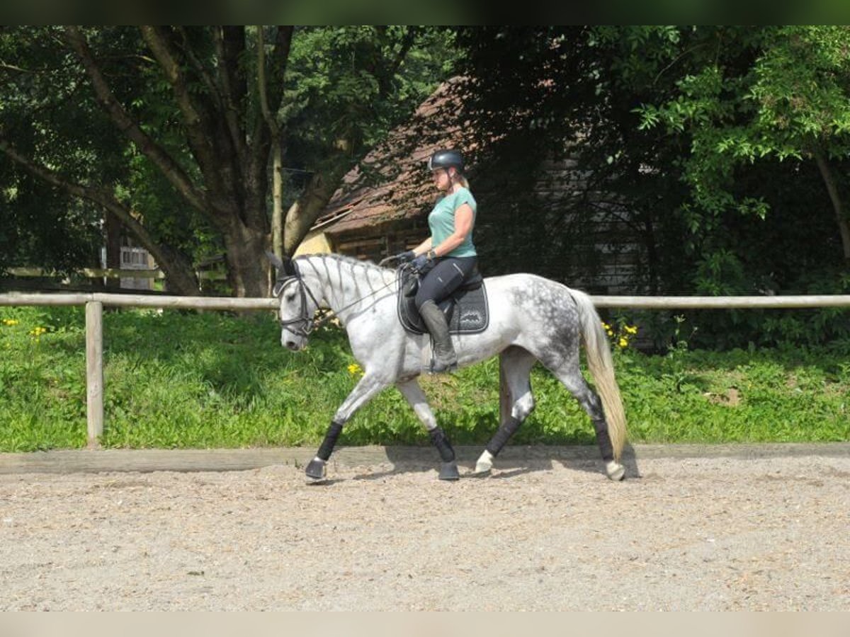 Andalusiër Merrie 9 Jaar 157 cm Appelschimmel in Wellheim