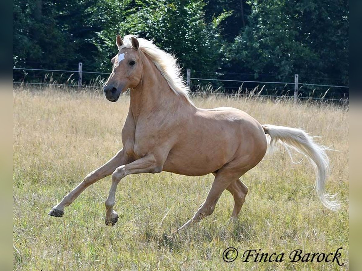 Andalusiër Ruin 10 Jaar 156 cm Palomino in wiebelsheim