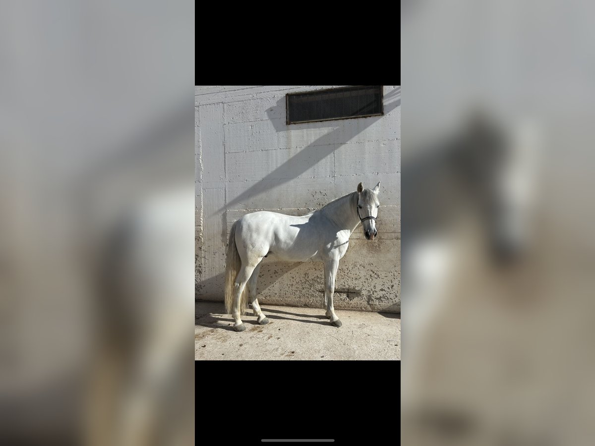 Andalusiër Ruin 11 Jaar Wit in Montegrosso