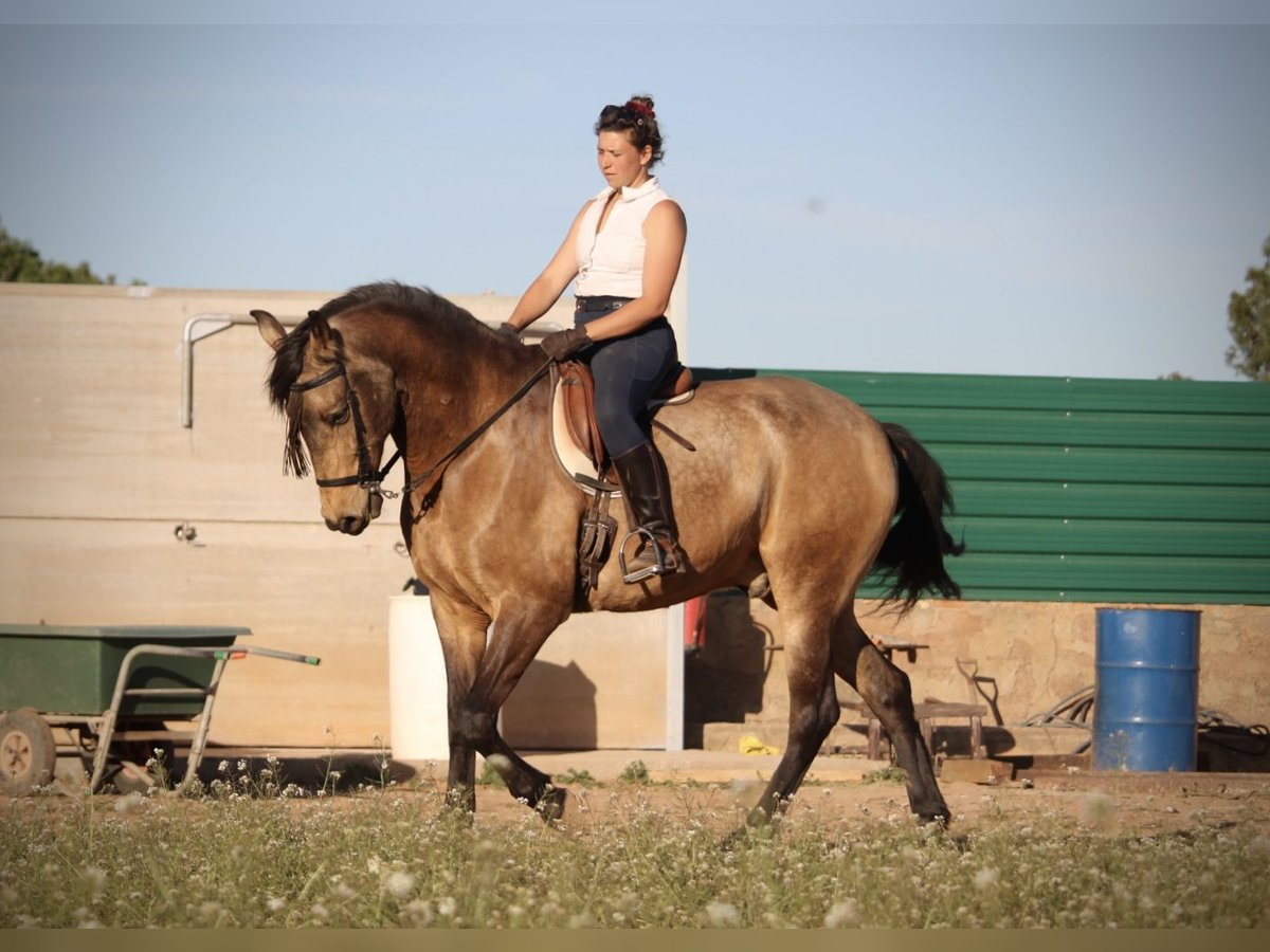 Andalusiër Ruin 16 Jaar 171 cm Buckskin in Valencia