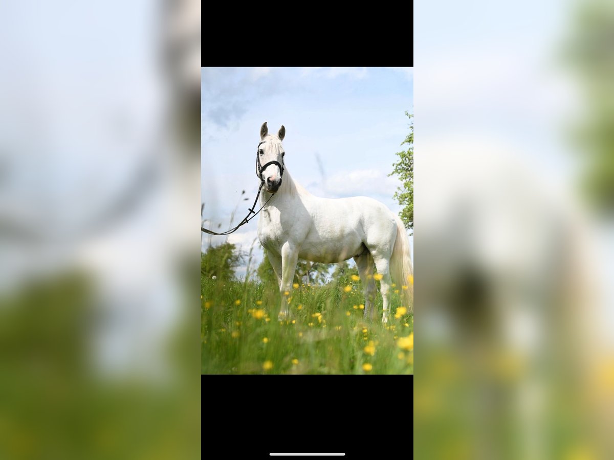 Andalusiër Mix Ruin 17 Jaar 155 cm Gevlekt-paard in Rielasingen-Worblingen