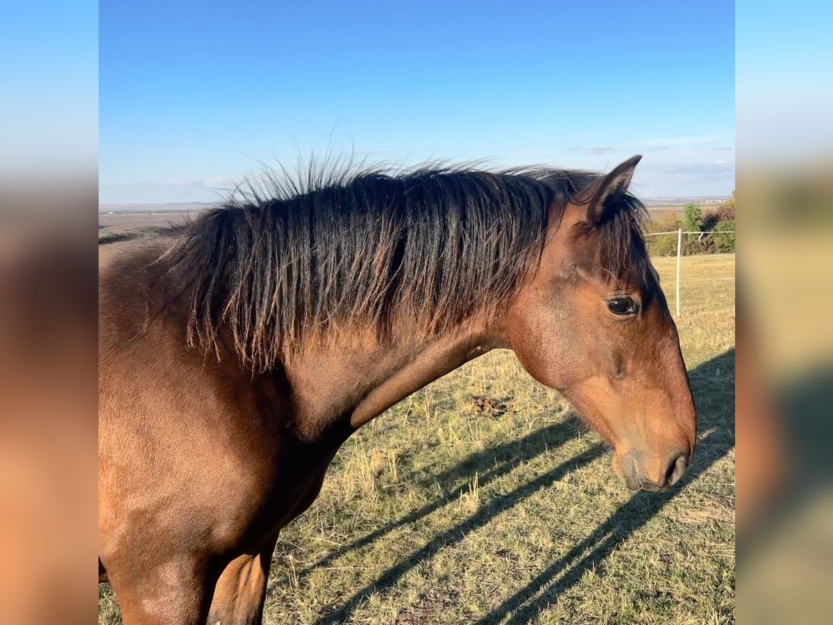 Andalusiër Ruin 1 Jaar 160 cm Bruin in Ballenstedt