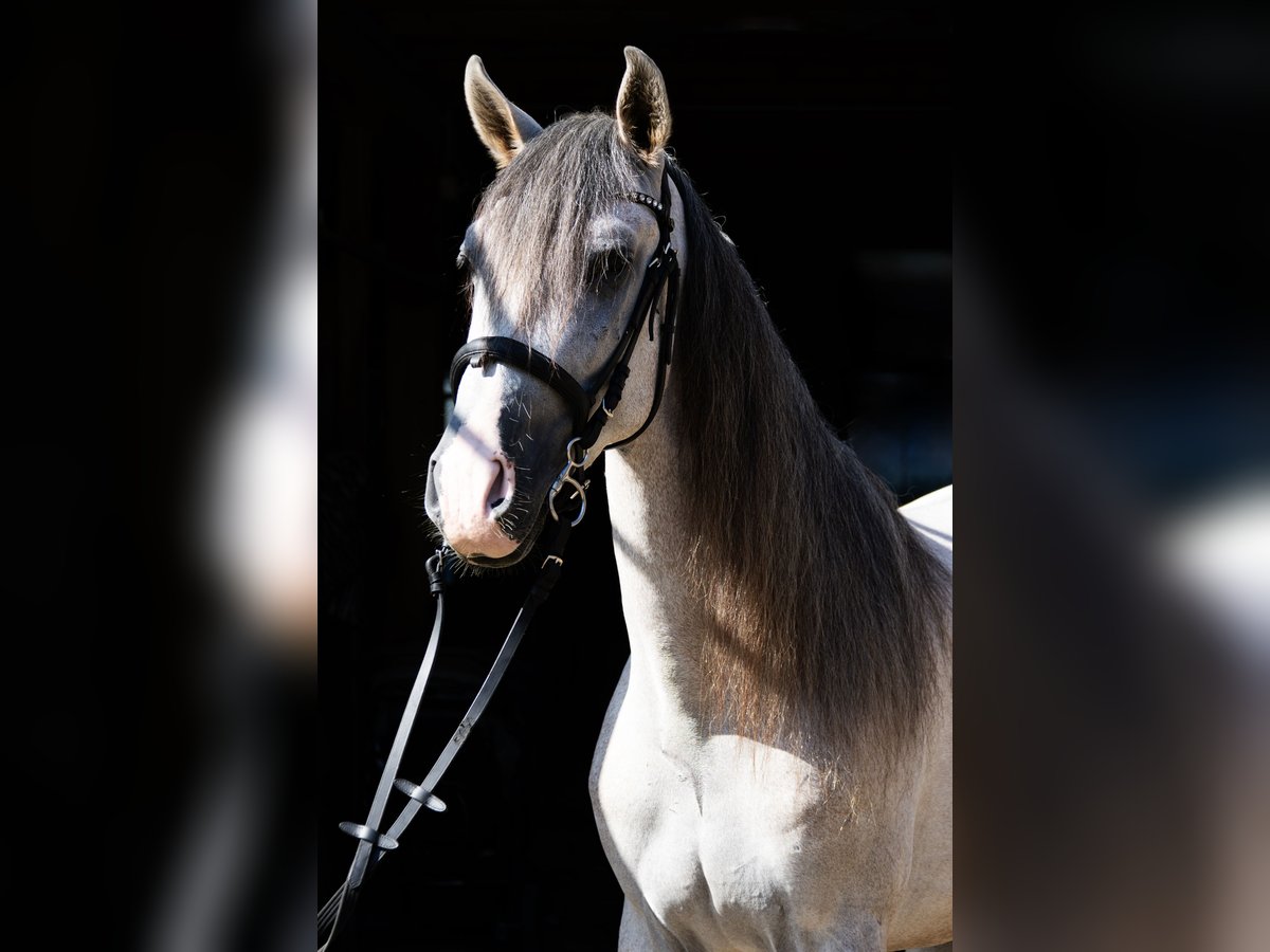 Andalusiër Ruin 3 Jaar 157 cm Gevlekt-paard in Aeugst am Albis