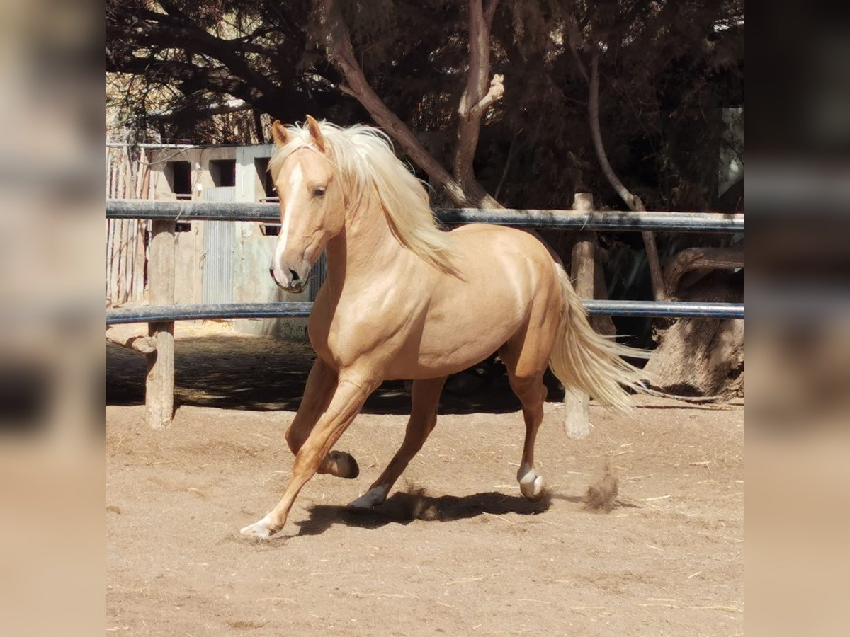 Andalusiër Ruin 3 Jaar 162 cm Palomino in Novelda