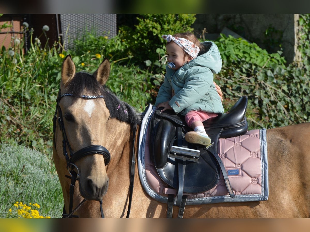 Andalusiër Ruin 4 Jaar 154 cm Buckskin in Grebenhain